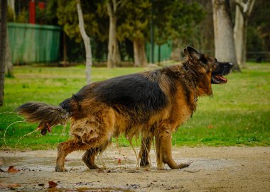 Bir köpek bir kişi tarafından tutuluyor. Alman çoban köpeği.