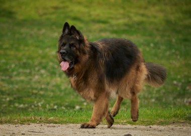 Bir köpek bir kişi tarafından tutuluyor. Alman çoban köpeği.
