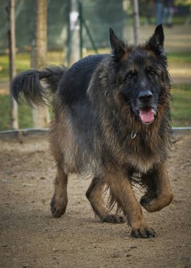 Bir köpek bir kişi tarafından tutuluyor. Alman çoban köpeği.