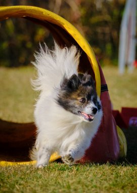 Otların arasındaki tünelde koşan bir köpek. Papillon köpek.
