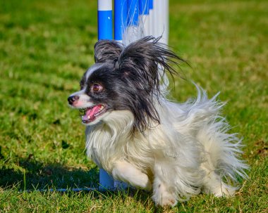 Çimlerin üzerinde direğin etrafında koşan bir köpek. Papillon köpek.