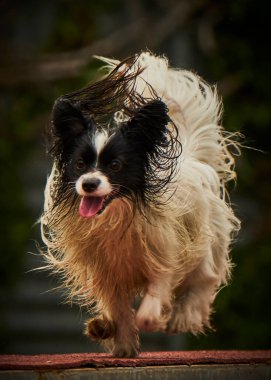 Dili dışarıda, bir çıkıntıda koşan bir köpek. Papillon köpek.