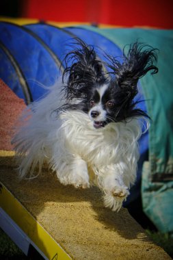 Rampada koşan küçük bir köpek. Papillon köpek.