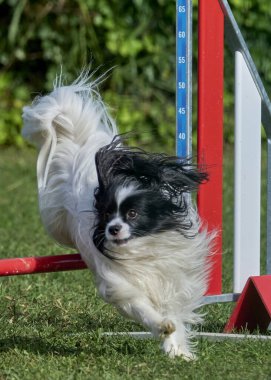 Tarlada engelin üzerinden atlayan bir köpek. Papillon köpek.