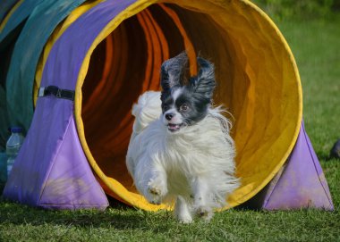 Otların arasındaki tünelde koşan bir köpek. Papillon köpek.