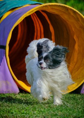 Otların arasındaki tünelde koşan bir köpek. Papillon köpek.
