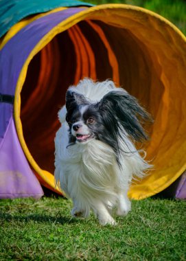 Otların arasındaki tünelde koşan bir köpek. Papillon köpek.
