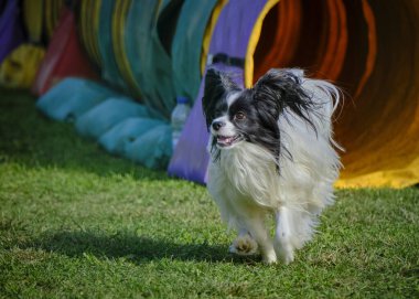 Otların arasındaki tünelde koşan bir köpek. Papillon köpek.