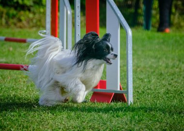 Parkta engelin üzerinden atlayan bir köpek. Papillon köpek.