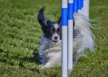 Çimlerin üzerinde direğin etrafında koşan bir köpek. Papillon köpek.