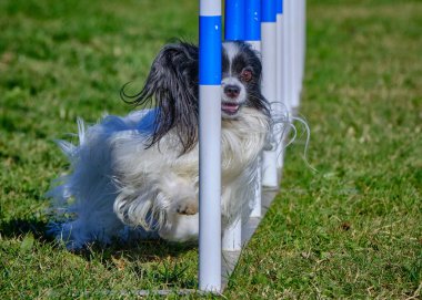 Tarlada engelin üzerinden atlayan bir köpek. Papillon köpek.