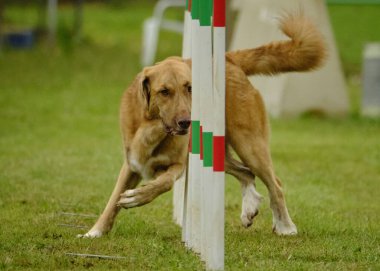 Yeşilli köpek.