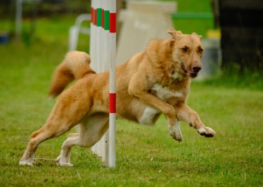 Köpeğin yeşil alana atlaması.