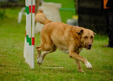 köpek çeviklik içinde koşuyor