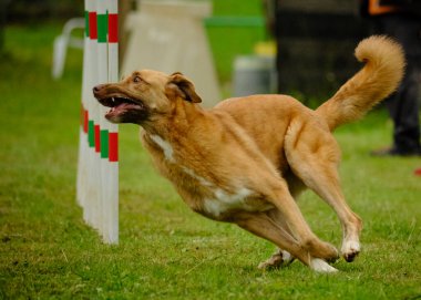 Alman çoban köpeği kaçıyor.
