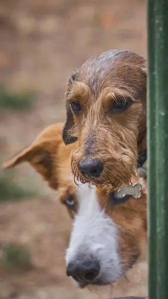 Tasmasıyla pencereden dışarı bakan bir köpek.