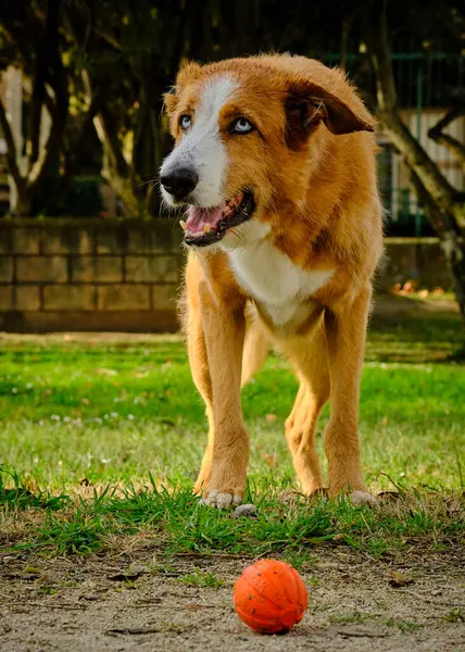 Topla çimlerin üzerinde duran bir köpek.