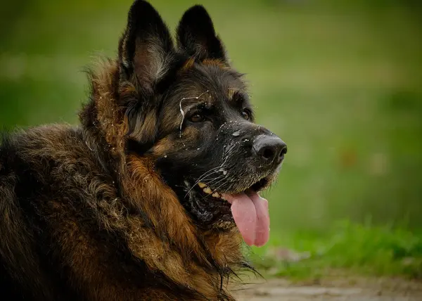 Bir köpek bir kişi tarafından tutuluyor. Alman çoban köpeği.