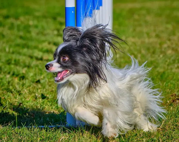 Çimlerin üzerinde direğin etrafında koşan bir köpek. Papillon köpek.