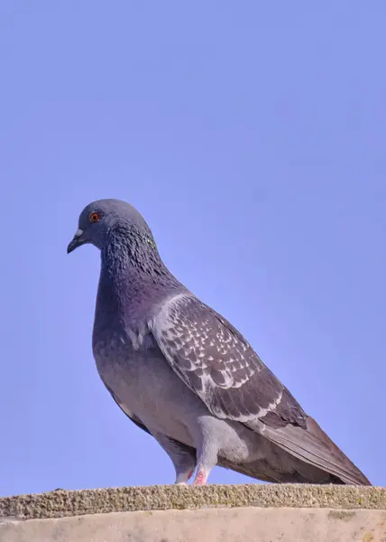 Taş bir çıkıntıda oturan güvercinler.