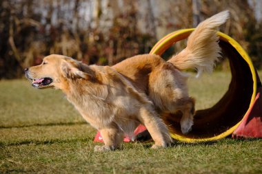 Parktaki golden retriever köpeği