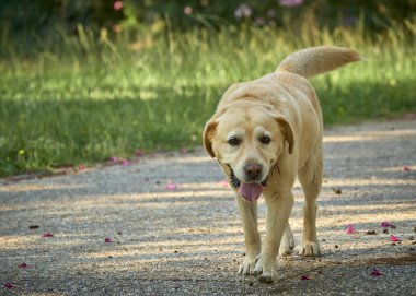 Labrador Retriever parkta.