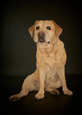 Labrador Retriever siyah bir arka planda siyah bir stüdyoda
