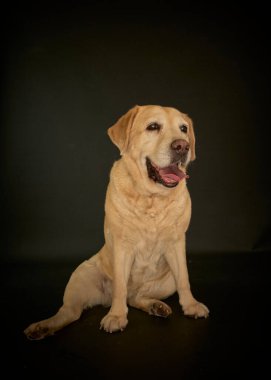 Siyah arka planda izole edilmiş eski bir golden retriever 'ın stüdyo portresi.
