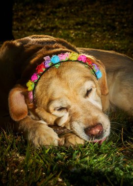 Parktaki bahçede sevimli bir köpek.