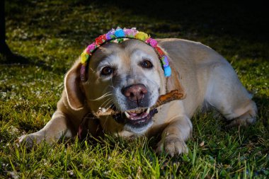 Doğada bir labrador av köpeğinin portresi..