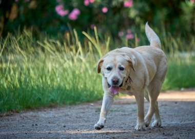 Labrador Retriever Parkta