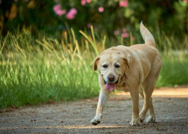Köpek Labrador Retriever parkta çimenlerde yürüyor.