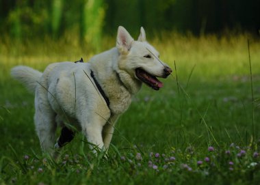 Köpek ormandaki çimlerin üzerinde Sibirya kurdu yetiştirir..