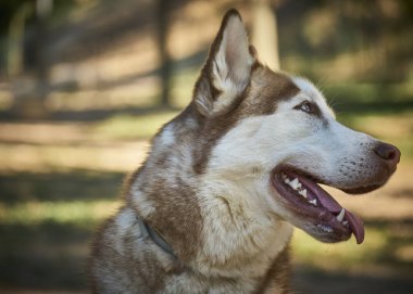 Doğadaki bir köpeğin portresi..