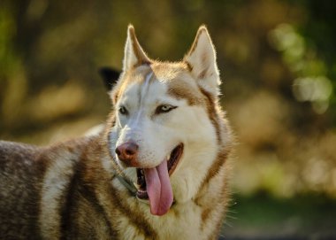Parktaki Sibirya köpeği, yaklaşın.