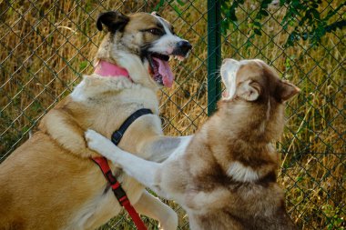Köpek ve köpekler yeşil çimlerde