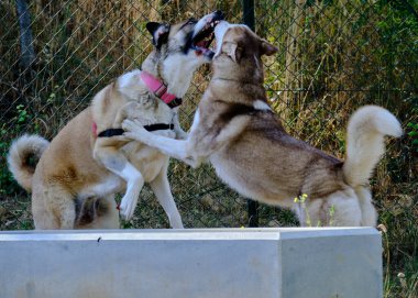 Sibirya cinsinden iki köpek Sibirya kurdu..