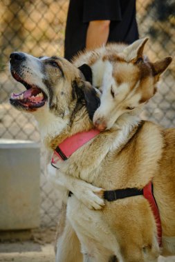 İki köpek birbirine sarılıyor.