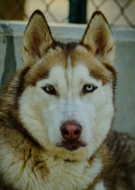 Sibirya İri Köpek Portresi