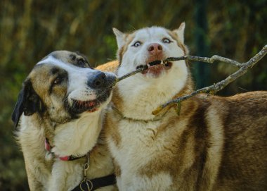Parktaki köpekler.