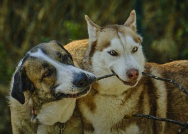 Parkta oynayan köpekler. Parkta iki köpek. Bahçedeki köpekler.