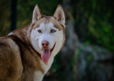 İri yarı bir köpeğin portresi..