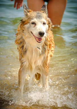 Denizde oynayan köpek.