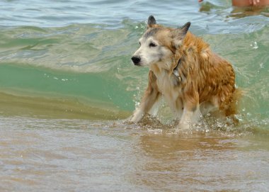 Denizde bir köpek