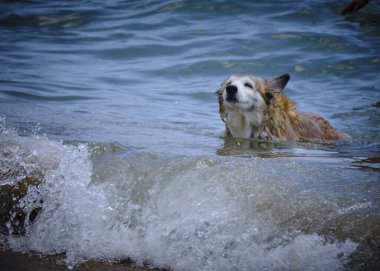 Şirin bir köpeğin portresi.