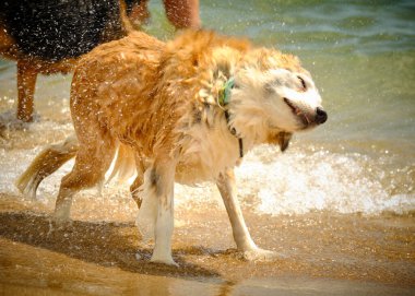 Denizde koşan köpek