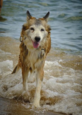 Sudaki bir köpeğin portresi.