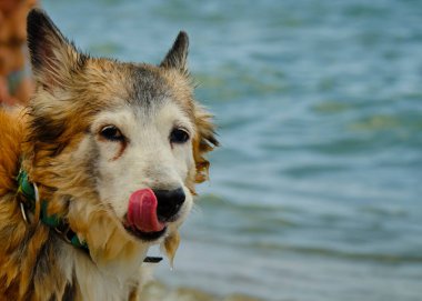 Bir köpeğin portresi.