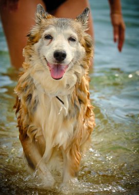 Sudaki köpek