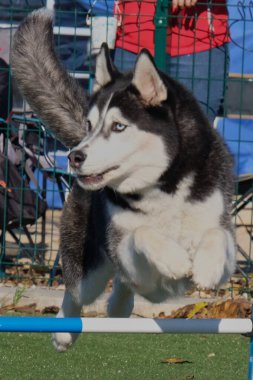 Sibirya köpeğinin portresi